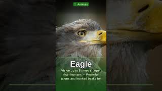 All About Eagles! Fun Facts for Kids #Shorts