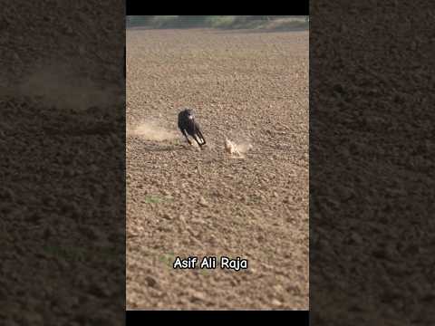 Super Speed Hunting