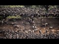 The Great Wildebeest Migration | Thousands of Wildebeest Cross the Mara River