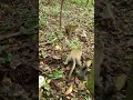 Wildlife monkeys 🐒😂🎄🐒 #Shorts #ViralVideo #Trending #CuteAnimals #wildlife #MonkeyShorts