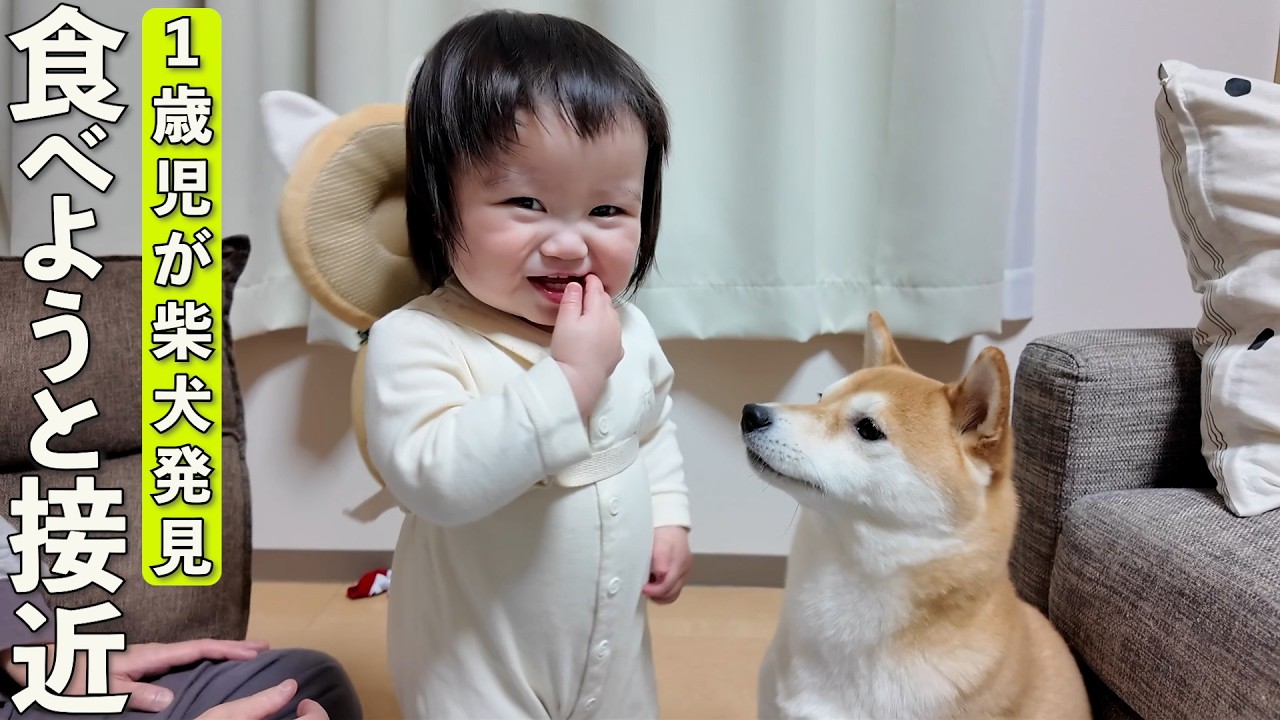 Shiba Inu lets 1-year-old child eat him - YouTube