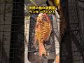 世界の魚の消費量ランキング #グルメ #絶メシ #料理 #グルメ好き