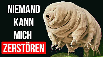 Können Bärtierchen im Weltraum überleben?