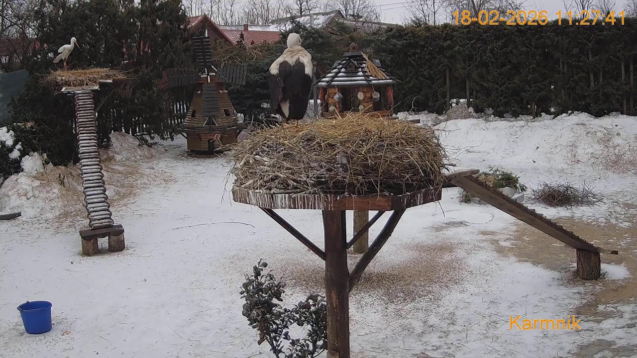 Gniazdo Bocianie pod Sokółką - 17 - 18.02.2026.