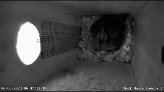 Duck House Camera 2 20230608 1
