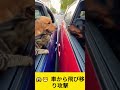 😱🐱 車から飛び移り攻撃 #shorts #funnyanimals #viral #shorts
