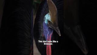 Cassowary: The Living Velociraptor #shorts