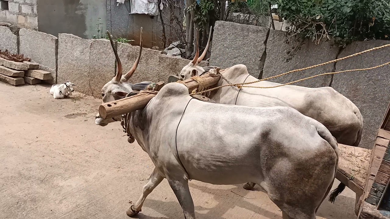 Hallikar cow pair carrying Bullock cart  Farmer Devaraju riding in Kachekaranahalli, Jadeganahalli H