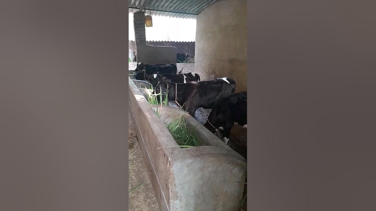 dairy farming business plan in hindi