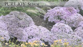 Pure Joy Sedum | Compact, Fall-Blooming Perennial by Proven Winners®