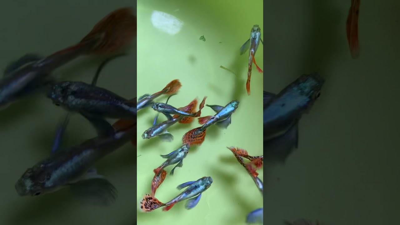 Watch Guppy dumbo mosaic 4months on YouTube Watch Guppy dumbo mosaic 4months on YouTube