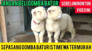 Download Lagu DE LAATSTE EN GOEDKOOPSTE PRIJS VOOR SPECIALE BATUR SCHAPEN, WIE HET EERST KOMT, WIE HET EERST KOMT. MP3 Download Lagu DE LAATSTE EN GOEDKOOPSTE PRIJS VOOR SPECIALE BATUR SCHAPEN, WIE HET EERST KOMT, WIE HET EERST KOMT. MP3