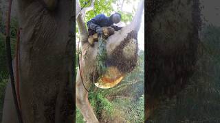 A large wild bee hive with juicy nectar. #bees #honey #beehunting #villagelifestyle #hunting #bee screenshot 2
