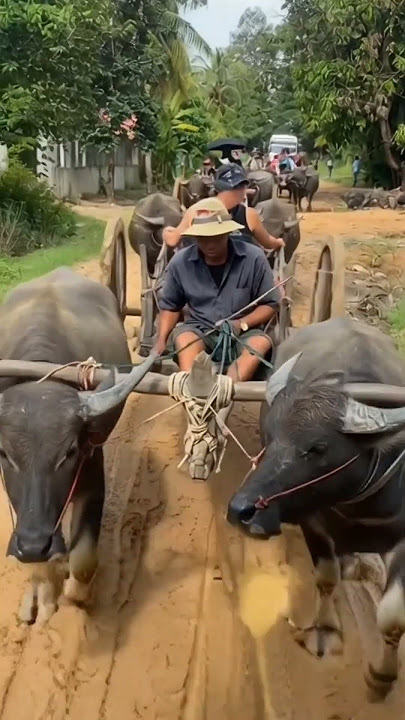 A big surprise for Cambodians. They thought they were going to show a Thai drama, but it turned o...