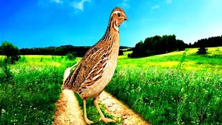 Batair awaz || quail sound || common quail sound || batair bulara