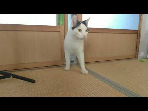 かご猫LIVE配信　211022 のハイライト 12:12:20 - 12:17:20