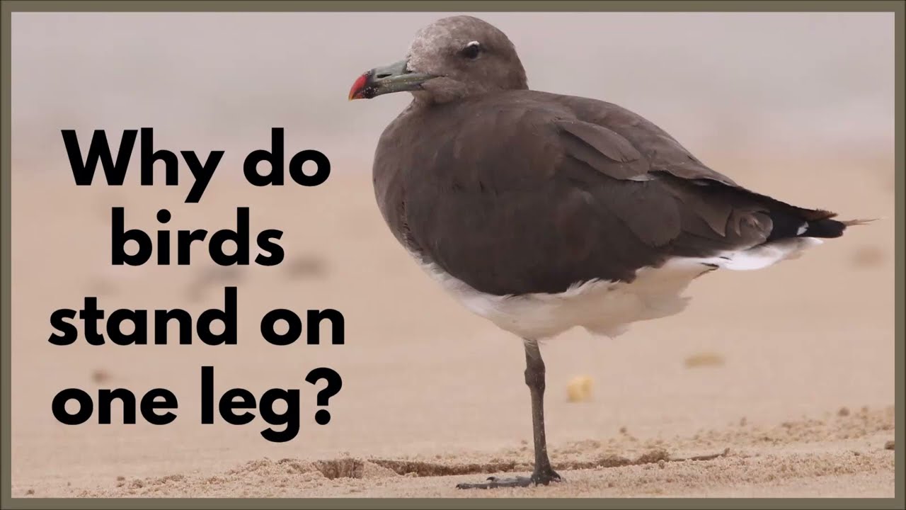 Why do birds stand on one leg?