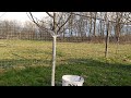 VARUIREA POMILOR FRUCTIFERI - CUM SI DE CE SE VARUIESC POMII FRUCTIFERI