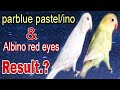 Albino red eyes &amp; parblue pastel/ino pairing result | creamino, decino/ Albino red eyes | video (15)