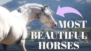 TOP 10 MOST BEAUTIFUL HORSES IN RED DEAD REDEMPTION 2  | Pinehaven