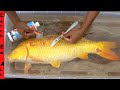 FISH SURGERY diy PARASITE REMOVAL! **Works on All Fish in Aquariums and Ponds**