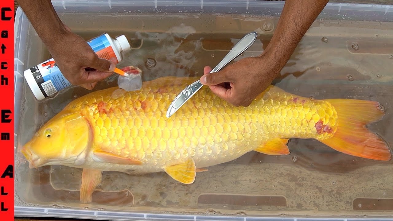 FISH SURGERY diy PARASITE REMOVAL! **Works on All Fish in Aquariums and