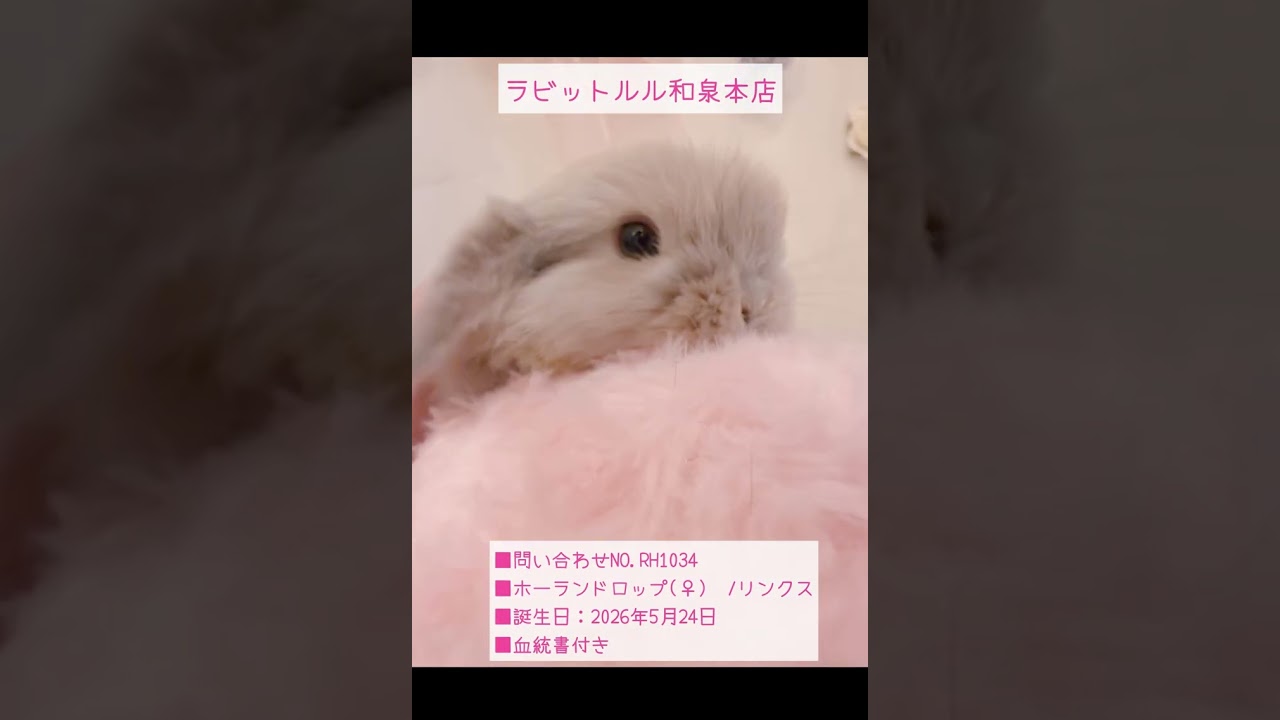 うさぎベビーちゃん♡【和泉本店】#shorts - YouTube