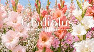 Gladiolus Dream Waltz 🌸 Soft Piano & Harp BGM for Study, Work and Relaxation screenshot 5