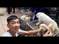 chợ chó mèo gia cầm lớn nhất | 
cat and dog market