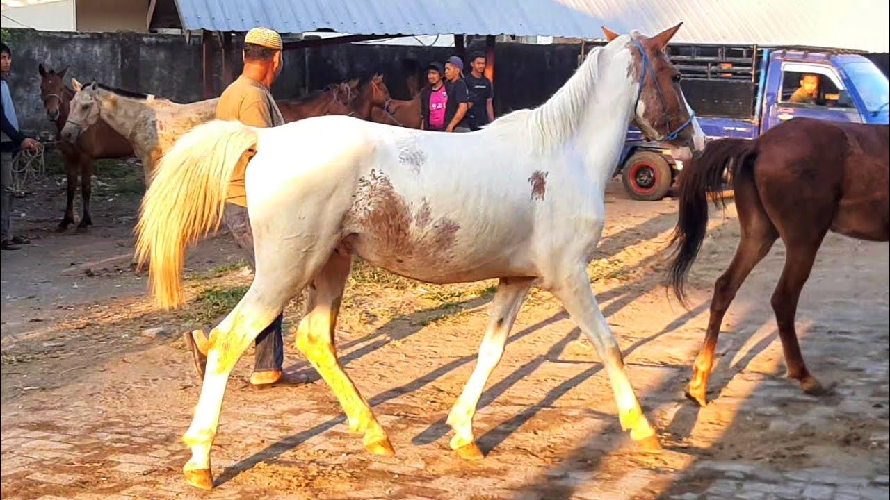 MANY GOOD HORSES ARRIVE AT THE JENEPONTO HORSE MARKET | HORSE SALES BUSINESS