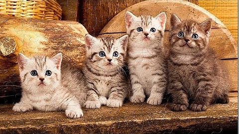 KEEP CALM! 🧘‍♀️ 4 Cute Cat Puzzles #puzzle 