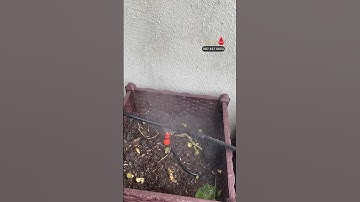 Hệ thống tưới phun sương kết hợp tưới nhỏ giọt cho cây trong chậu giá thành RẺ#becnhogiot