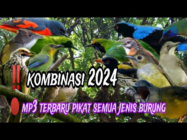 🔴 Mp3 paling brutal dan gak ada obat untuk pikat semua jenis burung class=