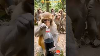 funny video||funny animal video|#comedy
