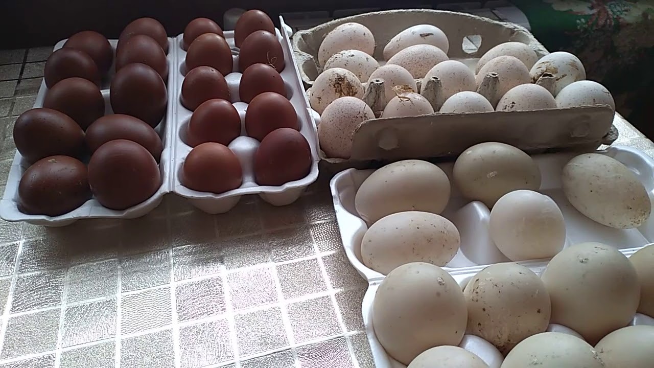 Чем обработать яйца перед закладкой в инкубатор