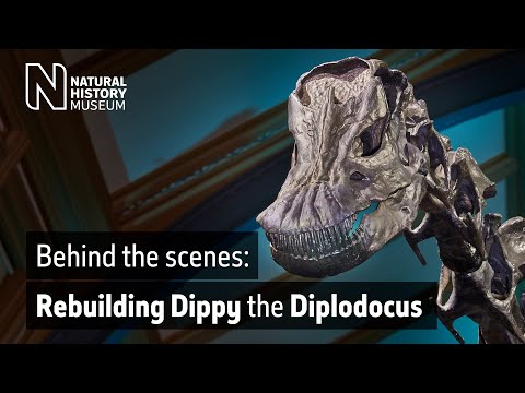 Video: Waar is dippy de dinosaurus van gemaakt?