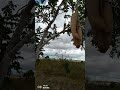 Kuongeza Maumbile