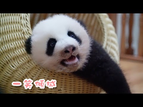 《熊貓早晚安》守護熊寶最美的笑容 | iPanda熊貓頻道
