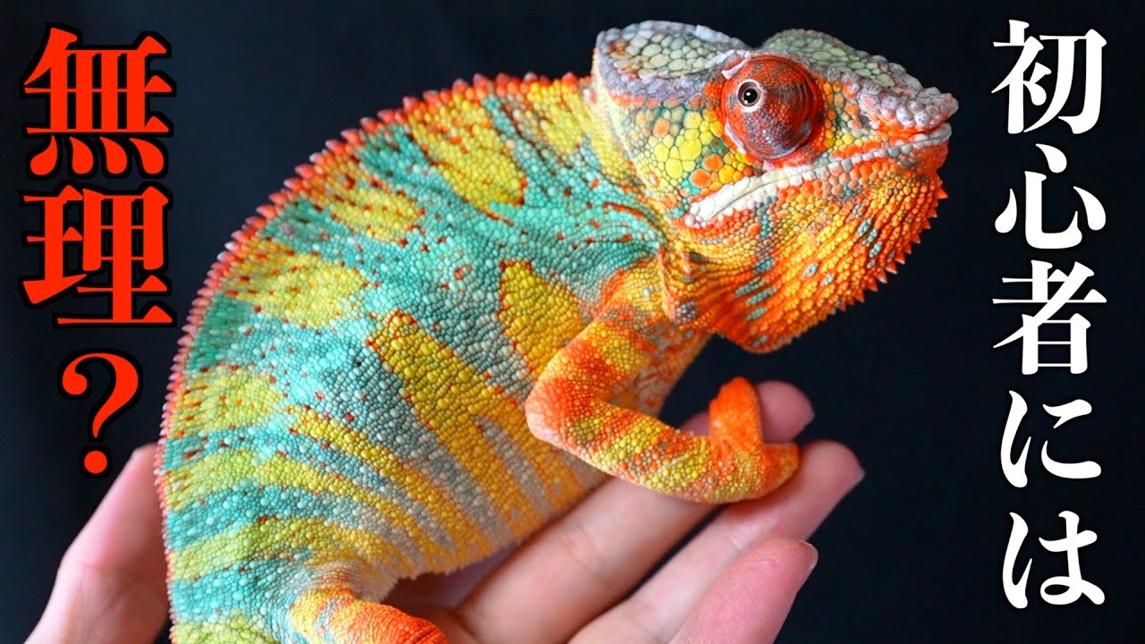 Is it true that raising chameleons is difficult for beginners