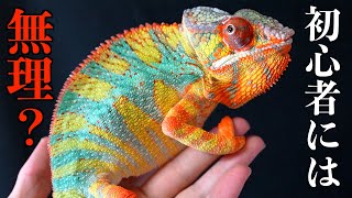  Vividie Chameleon オレンジ　カメレオン　生物 Is it true that raising chameleons is difficult for beginners