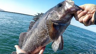 My GOTO Rock Fishing Rig {BIG} RockFish Jetty Fishing ~ Oregon Coast Fishing