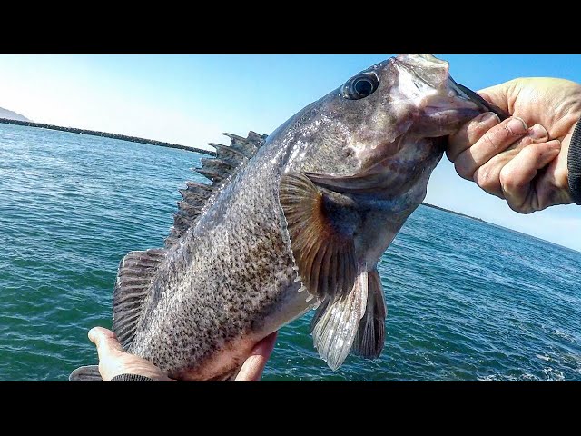 My GO-TO Rock Fishing Rig {BIG} RockFish Jetty Fishing ~ Oregon