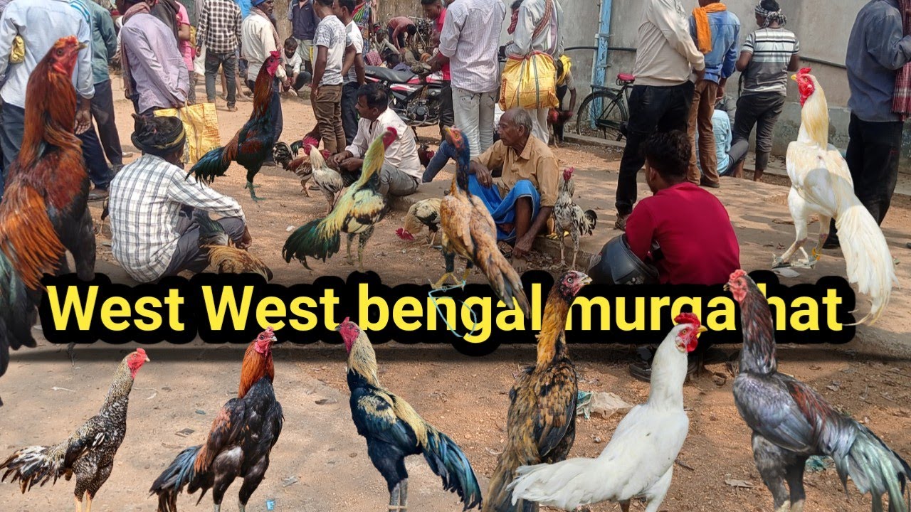 West bengal murga hat 🐓 aseel murga market balrampur 🐓 murga hat balrampur ||