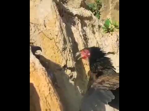 هيبة الصقر صارت بالرجلين
