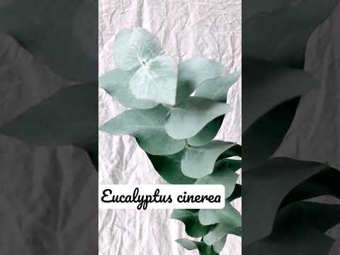 Video: Eucalyptus cinerea necə yayılır?