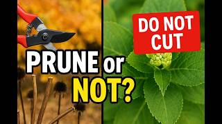 Stop Pruning These Plants in Fall or Lose Blooms!