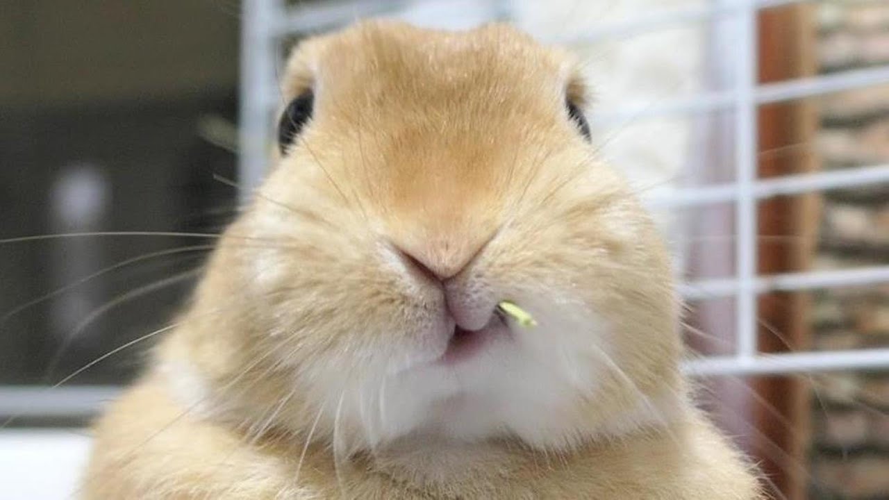 もふもふウサギのお腹をプリンプリン ２８万回再生動画に エンドレスで見れる 私もやりたーい まいどなニュース