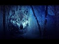 Les loups hurlent dans la nuit 8 heures de sons de loup