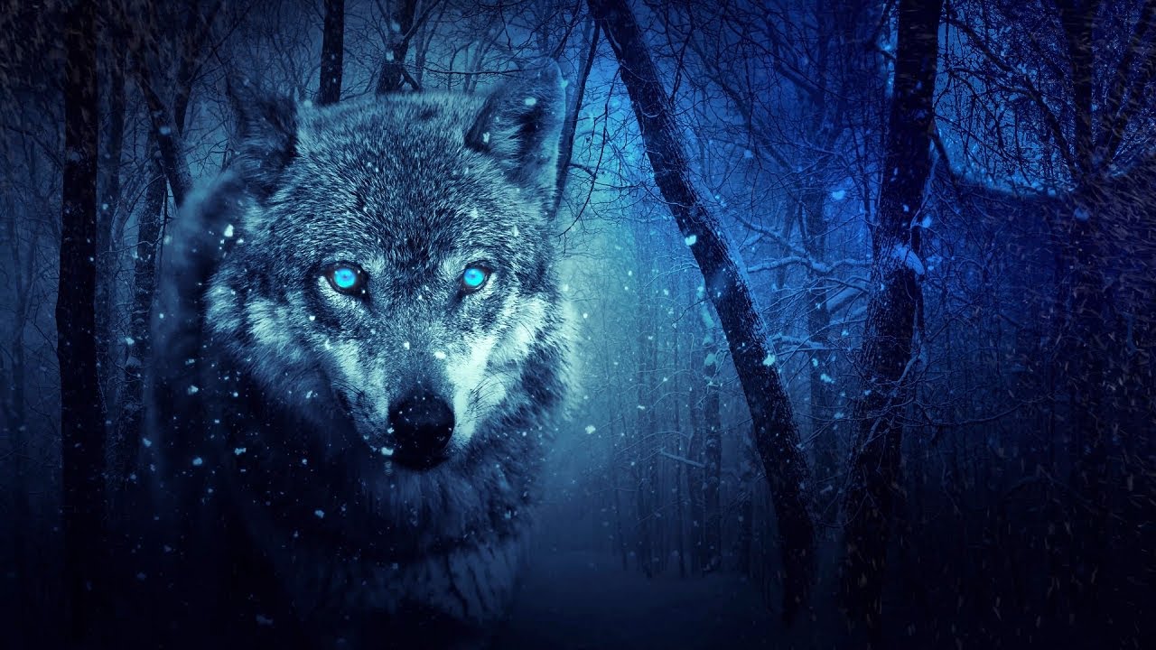 Wolves howling in the night. 8 Hours of wolf sounds - YouTube
