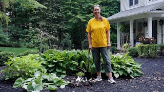 PETITTI | How To Divide Hostas (and Other Perennials)